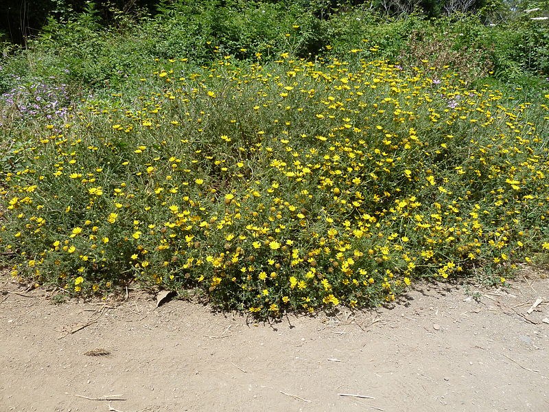 Parco della Caffarella 6